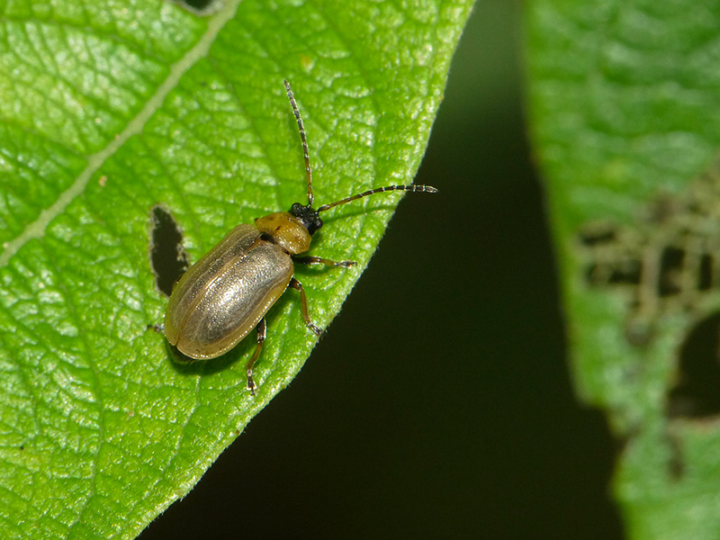 Chrysomelidae: Lochmaea capreae